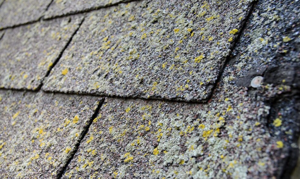 How to Protect Your Roof from Moss and Algae Growth - Precision Gutters ...